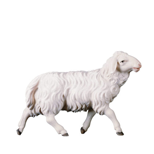 Sheep running - Shepherds Nativity