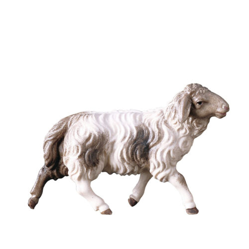Speckled Sheep running - Shepherds Nativity