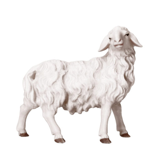 Sheep looking right - Shepherds Nativity